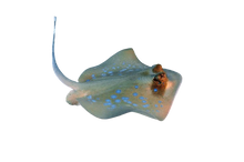 Masked Blue Spot Stingray - Easier to Keep