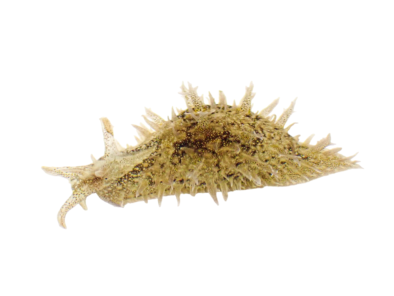 Ragged "Frilly" Sea Hare M