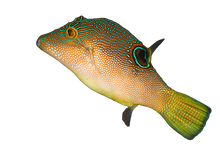 Fingerprint Toby Puffer