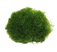 Chaeto Colony