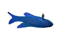 Blue Assessor