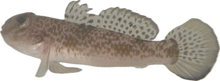 Noteworthy Fish 6