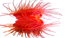 Flame Scallop