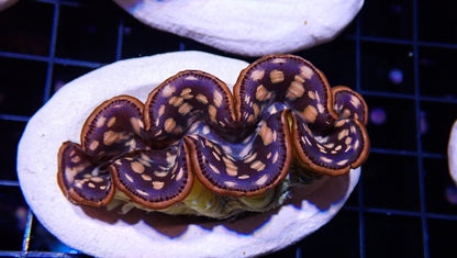 Gold Maxima Clam