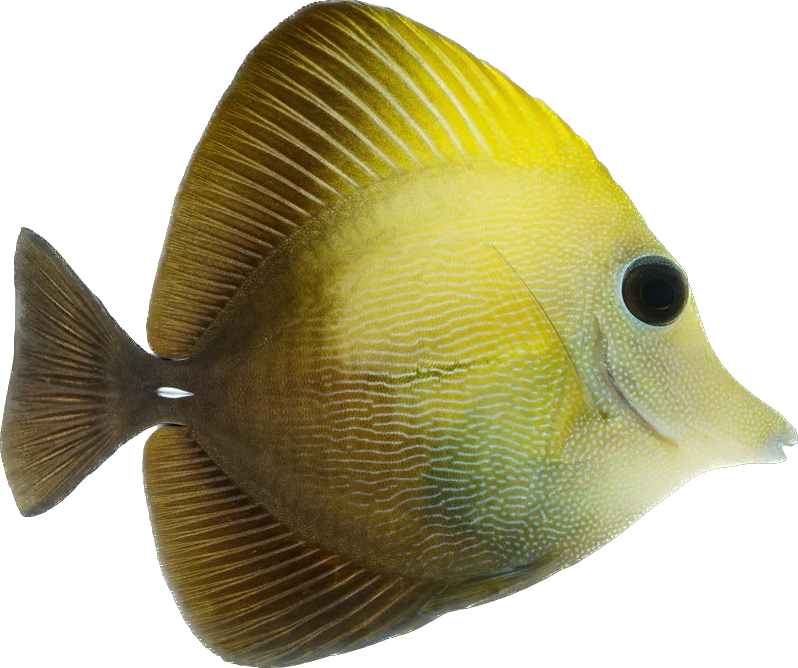 Yellow Scopas Tang M