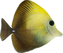 Yellow Scopas Tang M
