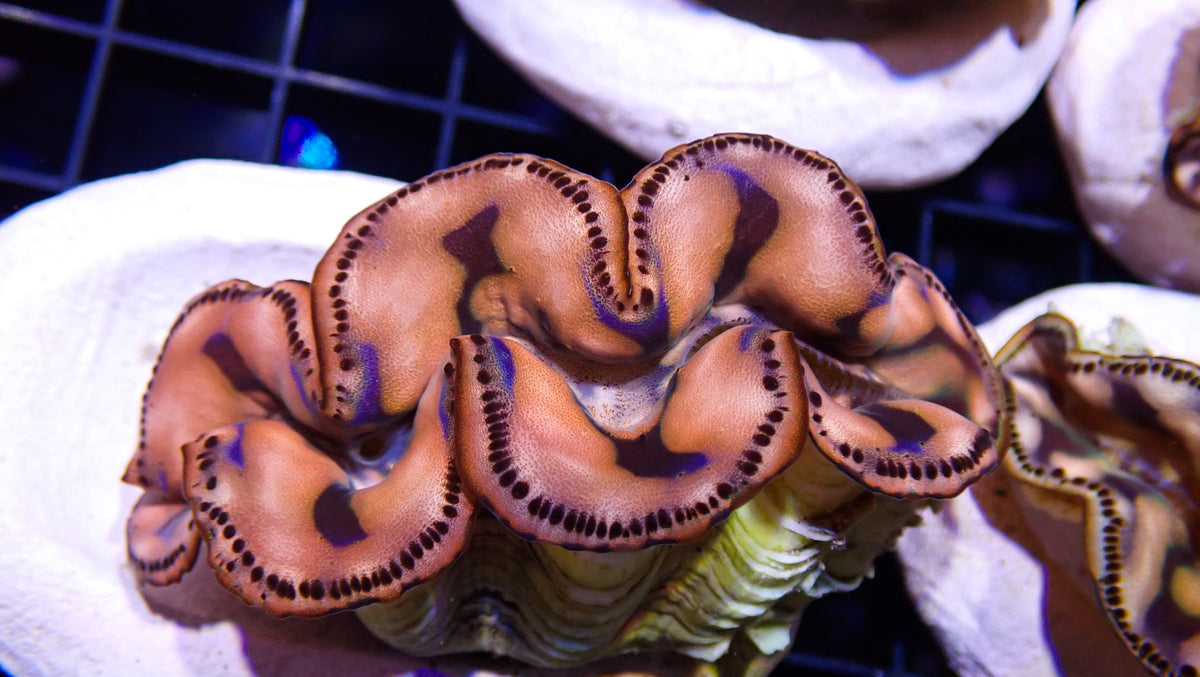 Gold Maxima Clam
