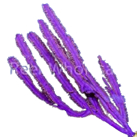 Purple Blade