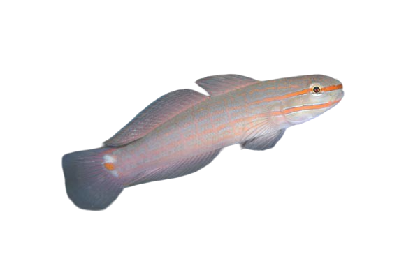 Orange Lined Goby