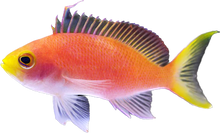 Randal's Anthia Female