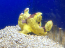 WYSIWYG Frogfish #7