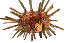 Pencil Urchin
