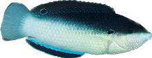 Black Backed China Wrasse