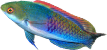 Blueheaded Fairy Wrasse Super Male