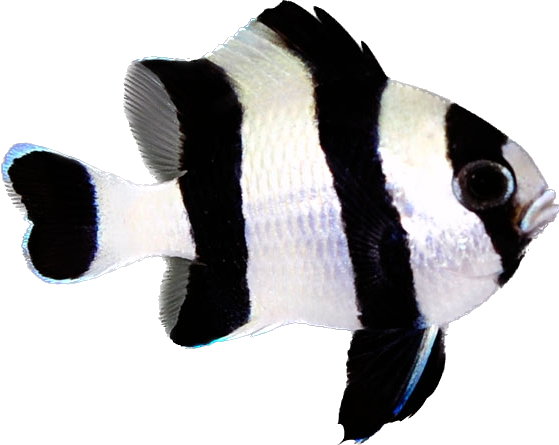 Four Stripe Damsel
