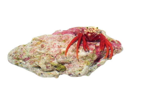Scarlet Hermit Carb
