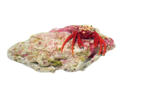 Scarlet Hermit Carb