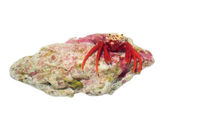 Scarlet Hermit Carb