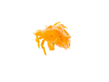 Orange Sponge Decorator Crab