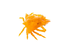 Orange Sponge Decorator Crab