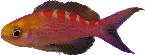 Red Saddled Anthia