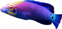 Mystery Wrasse