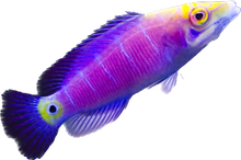 Mystery Wrasse