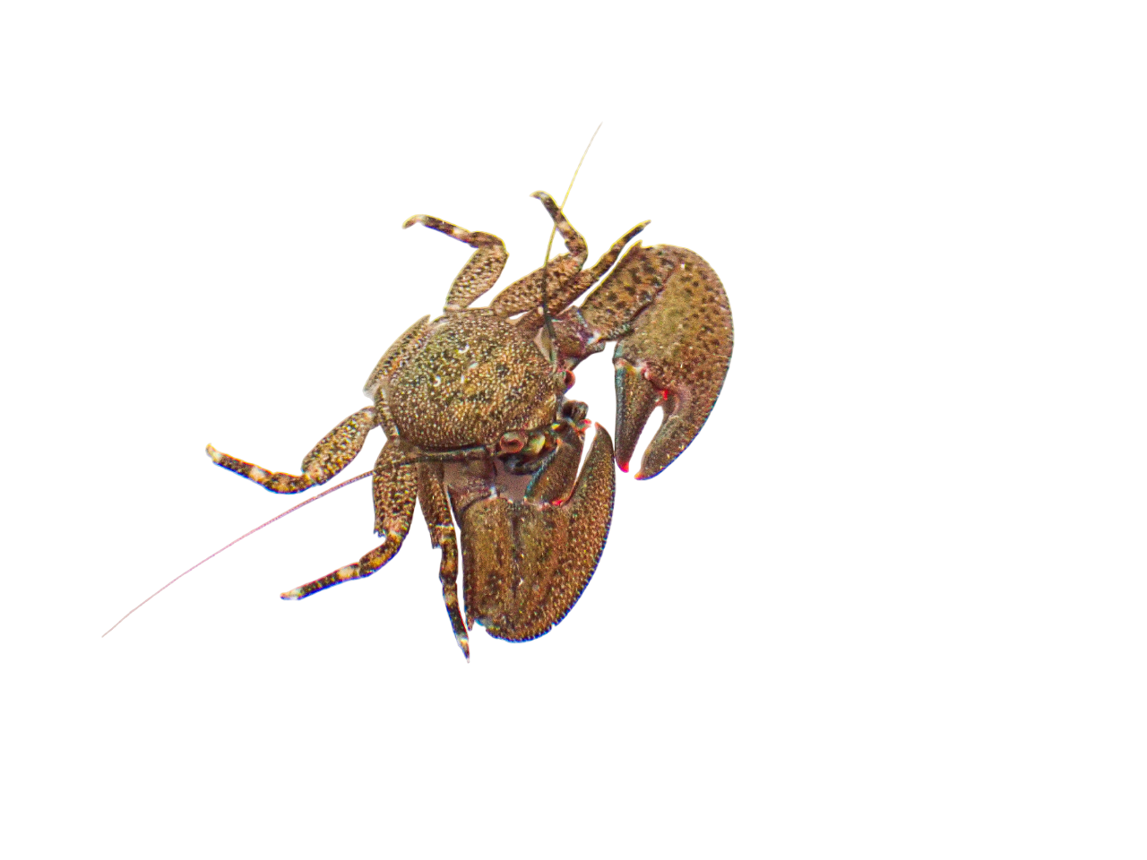 Black Porcelain Crabs