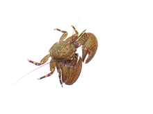 Black Porcelain Crabs
