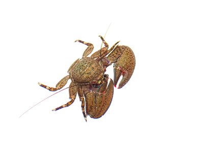 Black Porcelain Crabs