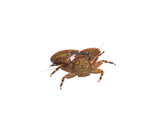 Black Porcelain Crabs