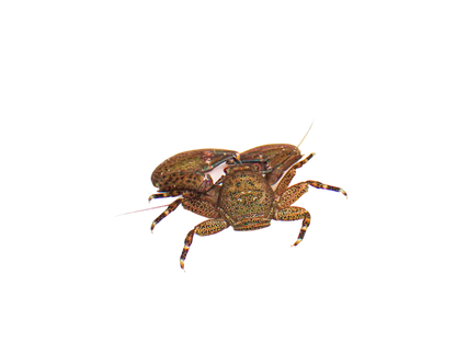 Black Porcelain Crabs
