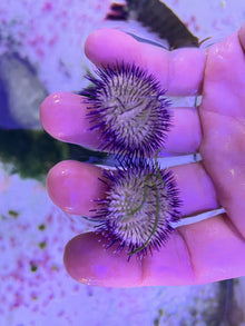 Blue Collector Urchin