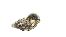 Dwarf Yellow Tip Hermit Crab