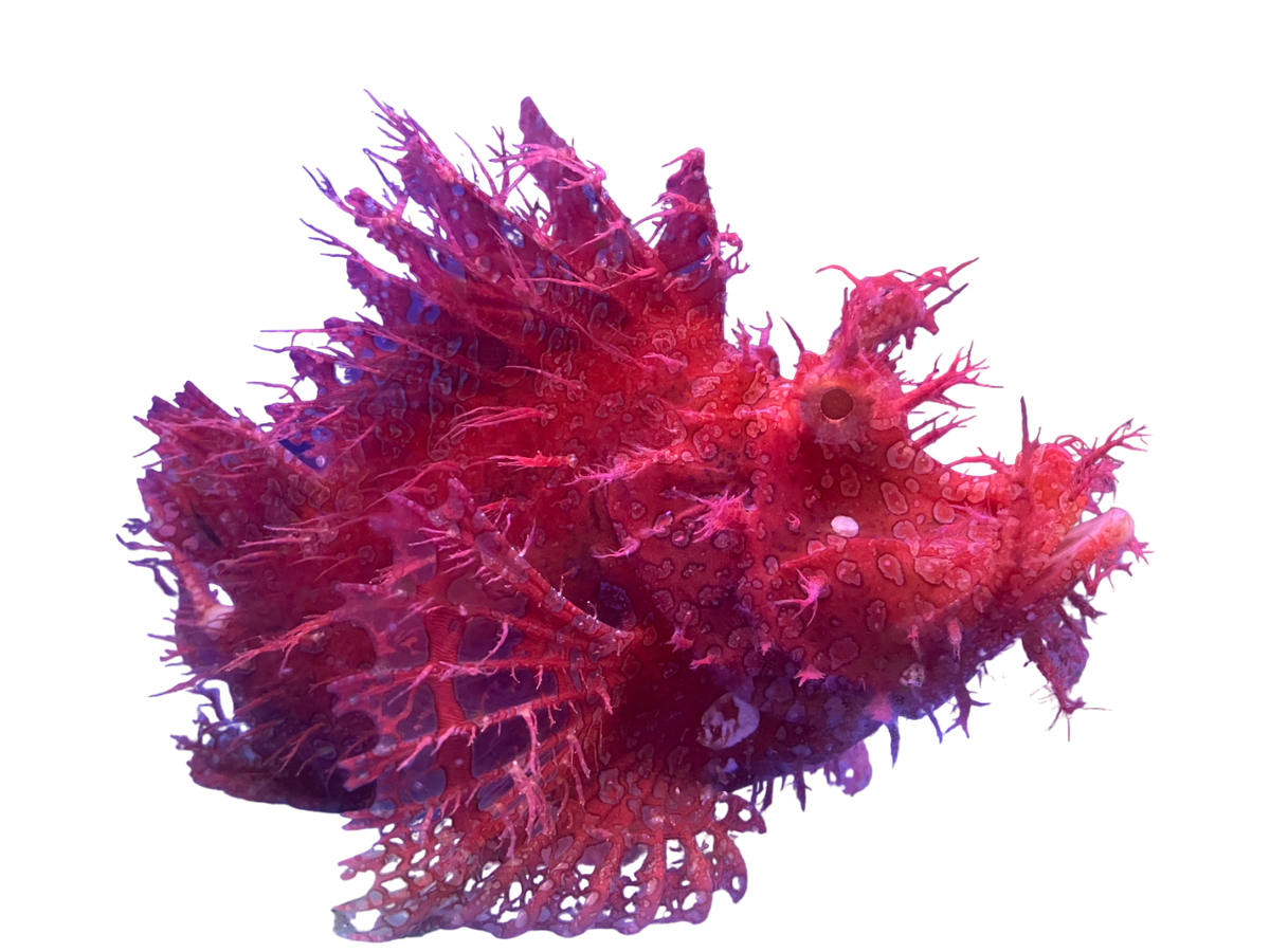 Ultra Rare Red Rhinopia