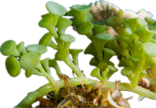 Suction Cup Caulerpa Colony