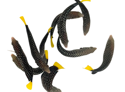 Yellow Tail Tamarin Wrasse