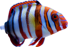 Harlequin Tusk S