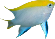 Bluefin Damsel