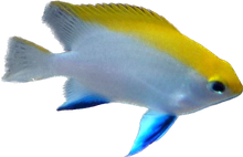 Bluefin Damsel