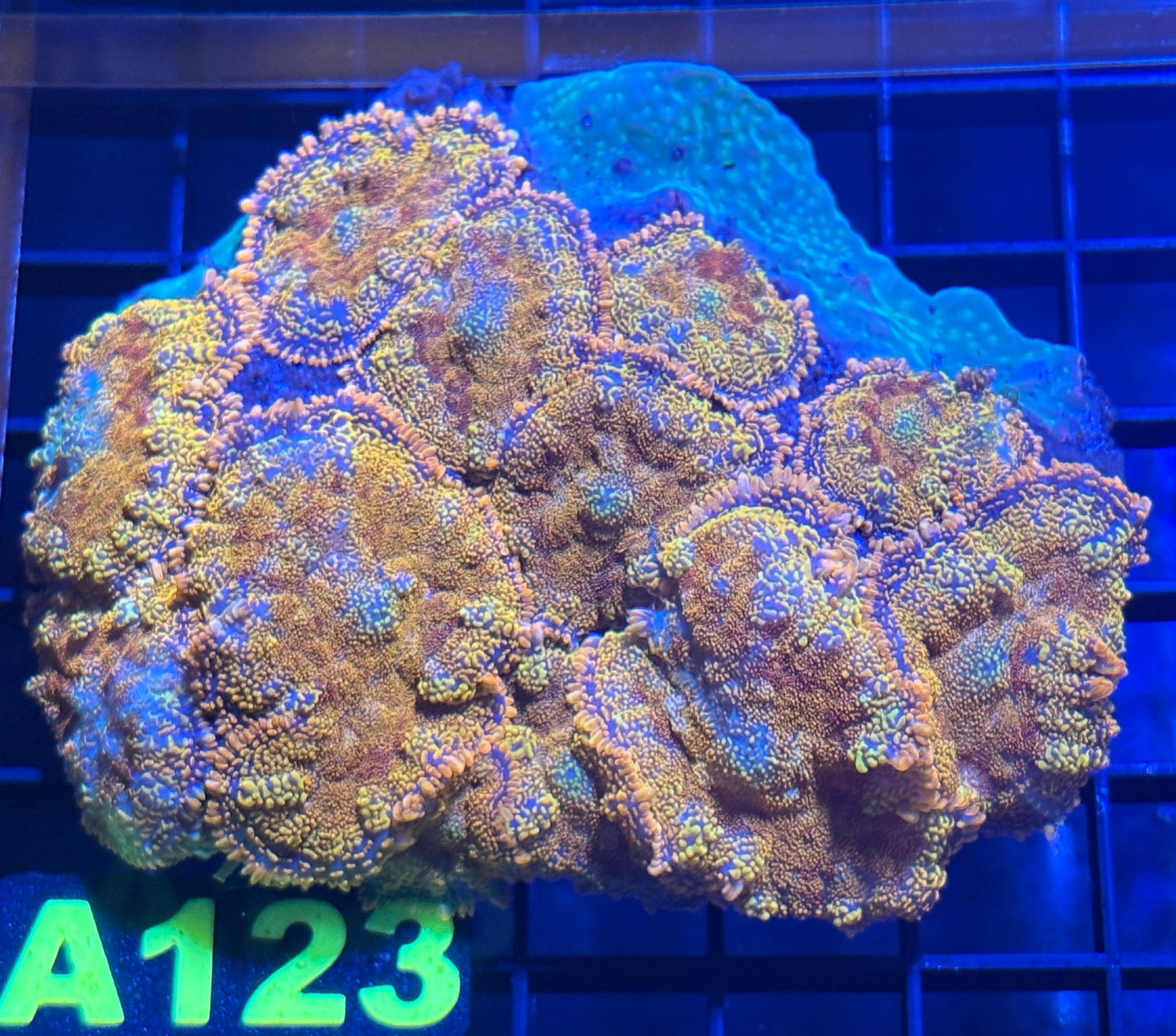 WYSIWYG LPS B123