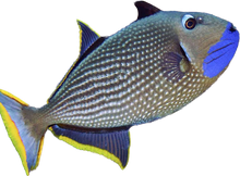 Blue Throat Trigger Male - ML