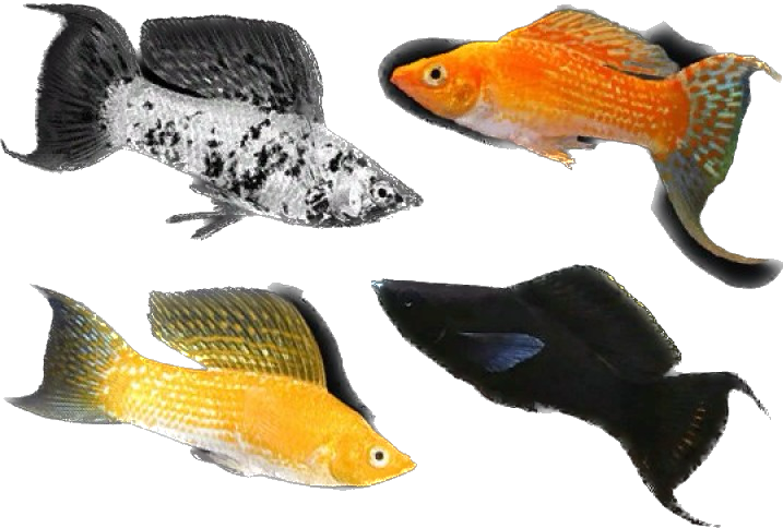 Saltwater Mollies