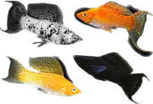Saltwater Mollies