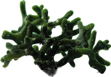 Codium