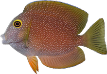 Yellow Eye SRI Kole Tang M