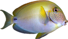 Freckled Tang L