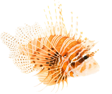 Antennata Lionfish S