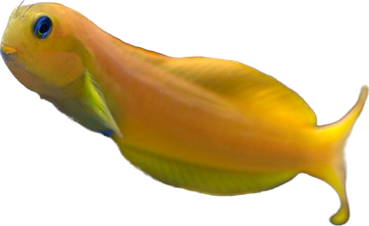 Yellow Midas Blenny S