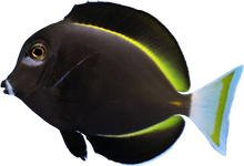 White Cheek Tang M